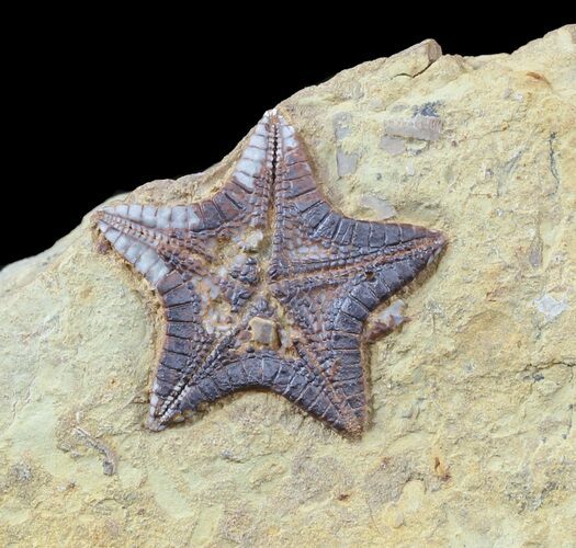 Rare, Cretaceous Starfish (Marocaster) - Morocco #48583